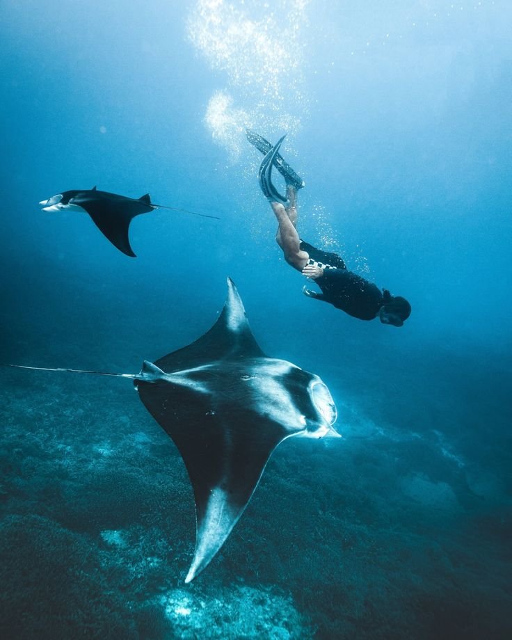Manta Point
