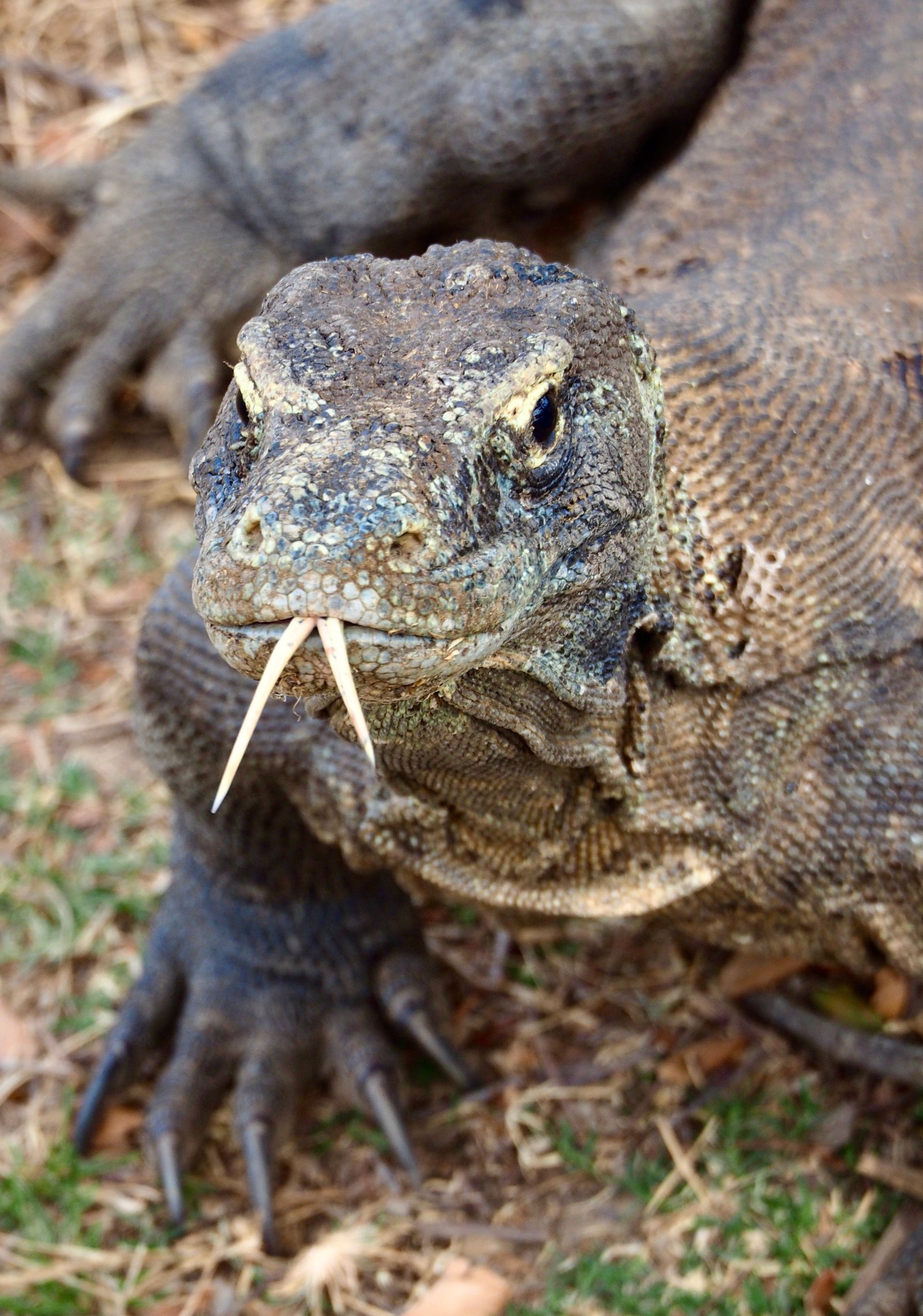 Komodo Tour 4 Hari 3 Malam