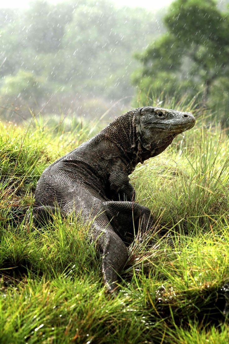 Komodo Tour 2 Hari 1 Malam