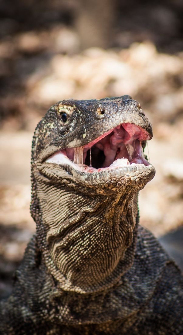 Komodo Full Day Tour